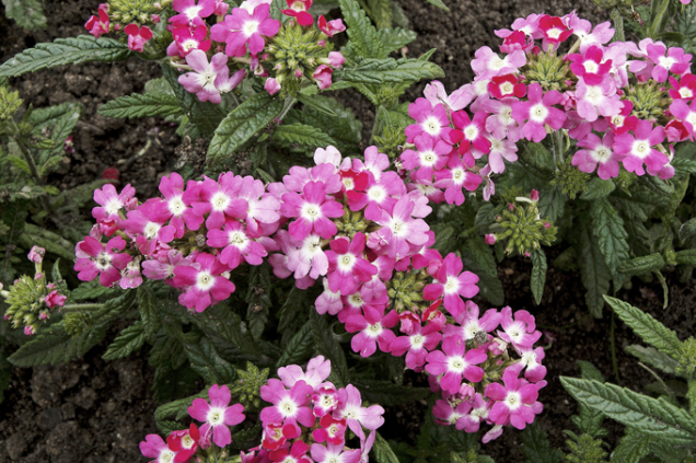 Truhlíkové odrůdy sporýše (Verbena) lze zimovat, ale záhonové kultivary nebo jednoleté botanické druhy množíme výsevem.
