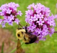 Sporýš (Verbena)