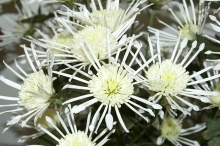 Chrysanthemum ´Vesuvio White´