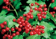 Z bílých květů kaliny obecné (Viburnum opulus) se vytvoří červené korálkové plody, za syrova jedovaté