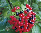 Plody kaliny (Viburnum sp.)