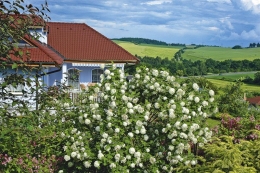 V těsné blízkosti terasy rodinného domu sázíme nápadně kvetoucí keře – například kalinu (Viburnum opulus). Krásně vynikne i v takto bujné zahradě připomínající anglické venkovské zahrady – téměř nedostižného vzoru kontinentálních majitelů zahradních pozemků  