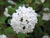 Voňavá kalina (Viburnum carlesii) roste v běžné zahradní půdě