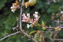 Křehké květy kaliny (Viburnum farreri) vonné