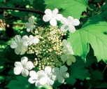 Z bílých květů kaliny obecné (Viburnum opulus) se vytvoří červené korálkové plody, za syrova jedovaté