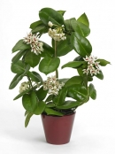 Hoya calycina Stargazer - její květy jsou v porovnání s ostatními druhy voskovek výjimečné svými nápadnými rudými středy
