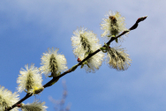Uvařte si odvar z vrby jívy (Salix caprea)