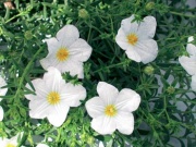 nierembergie (Nierembergia hippomanica)