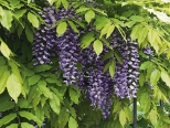 Wisteria sinensis 