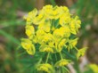  Ostře žlutozelená květenství pryšce chvojky (Euphorbia cyparissias) se hodí do jarních trvalkových záhonů 