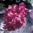  Pelargonium peltatum 
