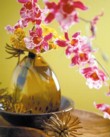  Orchidej 
