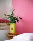  Spathiphyllum 