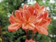  Azalky mají bohatou škálu barev (Rhododendron mollis 'Spek's Brilliant') 