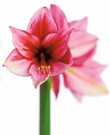   Hippeastrum - hvězdník 