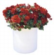 Begonia elatior - hybrid, cena 338 Kč, velký bílý květináč je za 322 Kč 