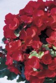  Begonia elatior - hybrid, cena 338 Kč, velký bílý květináč je za 322 Kč 