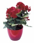  Begonia elatior, cena 81 Kč, červený keramický květináč stojí 95 Kč 