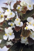  Begonia semperflorens - voskovka, cena 9 Kč 