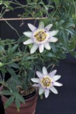  Passiflora caerulea je nejčastěji pěstovanou mučenkou 