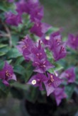  Bougainvillea je skutečnou ozdobou zahrad. Podmínkou úspěšného pěstování je však chladné přezimování 