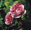  'Rosa Mundi' je přírodní varieta od slavné „lékarnické“ růže, která je známa již od 15. století. 