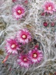  Mammillaria bocasana 