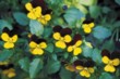  Drobnokvětá maceška (Viola cornuta 'Sorbet') zpestří váš truhlík nebo záhon na mnoho měsíců 