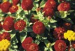  Červené ostálky (Zinnia) budou zdobit váš záhon celé léto 