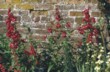  Dračíky (Penstemon) se u nás pěstují spíše jako letničky, odolnější druhy jsou ale vytrvalé. Kvetou celé léto 