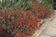  Devaterník (Helianthemum) má spoustu barev - cihlově červená výborně ladí s kamennou dlažbou 