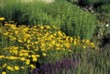  Žlutá vypadá dokonale s modrou a fialovou. Krásnoočko (Coreopsis) v kombinaci se šalvějí (Salvia), zklidněné neutrálními skupinami zeleně 