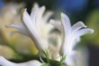  Hyacinty (Hyacinthus) existují v mnoha romantických barvách a nádherně voní 
