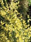  Přírodní druhy keřů rostou především v lemech zahrady. Čilimník (Cytisus scoparius) znáte z teplých okrajů lesů 