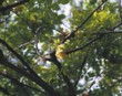  Plody karamboly (Averrhoa carambola) na stromě. 