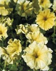 Typ MULTIFLORA - DROBNOKVĚTÉ