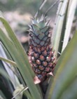  Ananas z obchodu zná asi každý, pohled na rostlinu s plodem už tak běžný není 