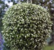  Sutera diffusus 'Snowflake' 