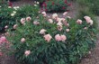 Pivoňka dřevitá (Paeonia suffruticosa)