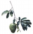  Plody anony ostnité (Annona muricata) jsou velmi choulostivé na přepravu, proto se v obchodech prodávají zřídkakdy 