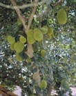  Chlebovník nebo také jackfruit poskytuje největší ovoce - plody mohou být až 90 cm dlouhé a několik desítek kg těžké 