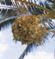  Plody palmy datlové (Phoenix dactylifera) 