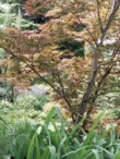  Červenolistý „japonský“ javor (Acer palmatum 'Atropurpureum') během šesti let nádherně vyrostl 