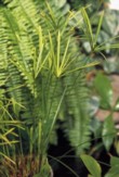  Šáchor je bahenní rostlina z Madagaskaru. Potřebuje teploty  nad 10°C, bohatou zálivku a vysokou vlhkost 