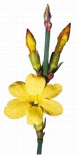  Květ jasmínu nahokvětého (Jasminum nudiflorum) 