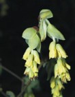  Květy lískovníčku (Corylopsis wilmottiae) 