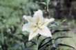  Lilium auratum v. pictum, botanický druh 
