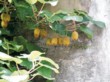  Aktinídie čínská (Actinidia chinensis) nese plody zvané kiwi 