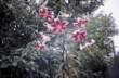  Scarlet Delight, orienpet 