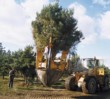  1. Stromy jsou vyjmuty ze země pomocí spec. strojů, aby se nepoškodil bal (borovice - Pinus nigra, hmotnost asi 3,5 t) 